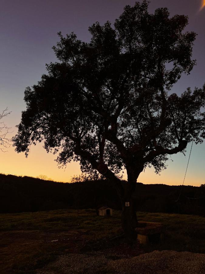 Quinta Da Utopia Castelo de Vide Dış mekan fotoğraf