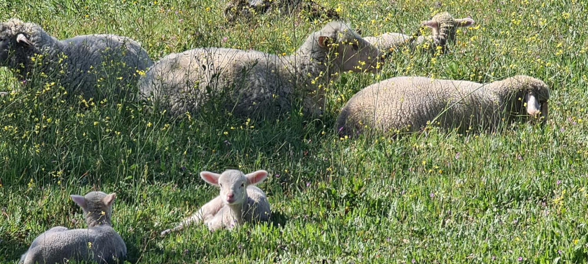 Quinta Da Utopia Castelo de Vide Dış mekan fotoğraf